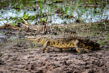 Nile Crocodile by the lake in Akagera National Park, Rwanda