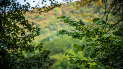Autumn diversity begins in the forest