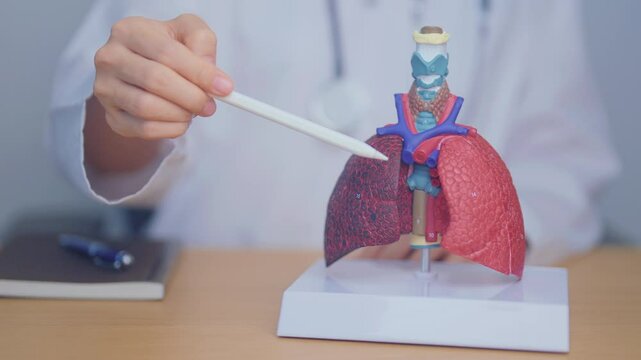 Doctor with Smoker and normal Lung anatomy for Disease. Lung Cancer, Asthma, Chronic Obstructive Pulmonary or COPD, Bronchitis, Emphysema, Cystic Fibrosis, Bronchiectasis, Pneumonia and world Lung day