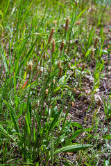 A close up of the wildflower Ribwort plantain, Plantago lanceolata