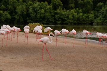 group of Greater flamingo is the most widespread and largest species of the flamingo family. It is found in Africa, Indian subcontinent, Middle East and Europe