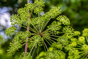 Angelica archangelica. Garden angelica flowerstalk and buds © Oleh Marchak