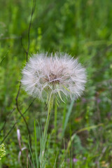 Fototapeta premium Goatsbeard, Tragopogon pratensis, flower seed head close up with feathery seeds and a blurred background of leaves