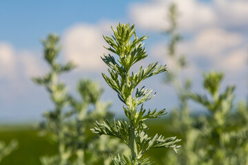 Bitter wormwood Artemisia absinthium bush grows in the wild