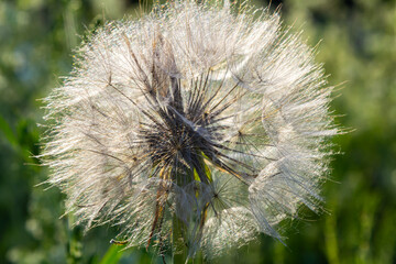 Goatsbeard, Tragopogon pratensis, flower seed head close up with feathery seeds and a blurred background of leaves