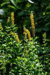Lembotropis nigricans grows in the wild. A delicate branch of yellow flowers on Cyni Broom Shrub