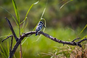 Pied Kingfisher in Akagera National Park, Rwanda