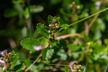 In summer, Teucrium chamaedrys grows in the wild among grasses