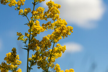 Closeup yellow flowers of lady's bedstraw, yellow bedstraw Galium verum in a Dutch garden. Family Rubiaceae. Summer, August, Netherlands