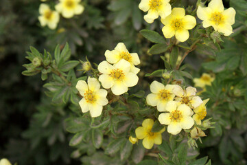 Obraz premium yellow flower cinquefoil in the garden