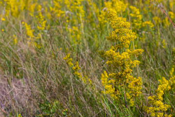 Closeup yellow flowers of lady's bedstraw, yellow bedstraw Galium verum in a Dutch garden. Family Rubiaceae. Summer, August, Netherlands