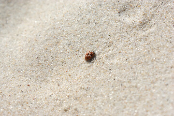 seven-dot ladybug insect walks on the sand