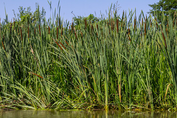 Obraz premium The broad-leaved bat Typha latifolia prefers marshy habitats, often inhabits the banks of ponds