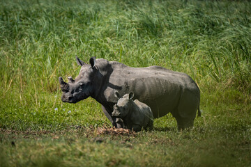 Fototapeta premium White Rhinoceros mother and calf in the bushes in Akagera National Park, Rwanda