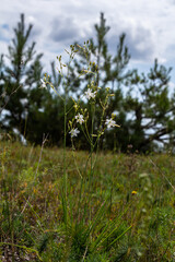 Fragile white and yellow flowers of Anthericum ramosum, star-shaped, growing in a meadow in the wild, blurred green background, warm colors, bright and sunny summer day