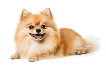 Dog pomeranian mammal animal isolated on white background