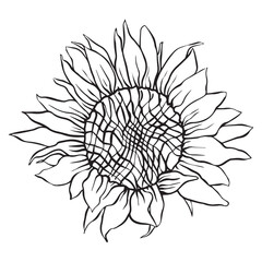 big beautiful sunflower in full bloom. illustration of a sun flower. flowers drawing with line-art on white backgrounds. Simple Design Outline Style. You can give color you like. Vector Illustration