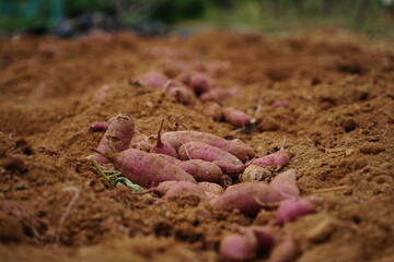 Freshly dug sweet potatoes on the field