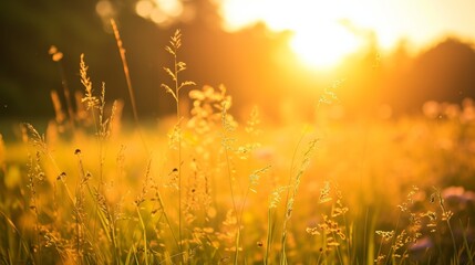 Golden Hour Sunset Over Grass Field: Nature Photography