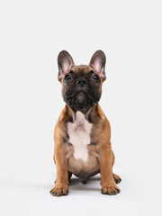 A French Bulldog puppy sits on a neutral background, facing the camera with a curious expression. The focus is on the puppy erect ears and muscular build.