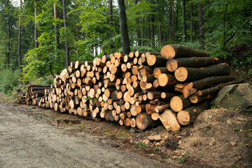 wycinka drzew w lesie, ścięte drzewa, firewood, © meegi