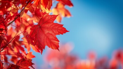 Vibrant Red Maple Leaf in Autumn