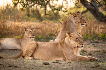 Naklejka premium Trio of lionesses at sunrise in Akagera National Park, Rwanda