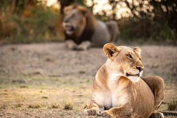 Pair of male and female lions at sunrise in Akagera National Park, Rwanda