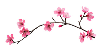 Tree branch flower on a white transparent background