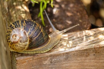 snail on a leaf