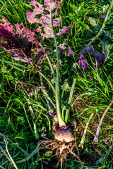 Root cabbage, rutabaga or even turnip cabbage in permaculture, brassica napus
