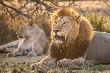 Pair of male and female lions at sunrise in Akagera National Park, Rwanda