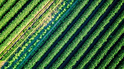 Modern greenhouses, representing sustainable agriculture and food production.