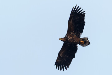 Fototapeta premium White-tailed eagle
