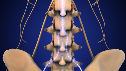 Nerve Signals Transmitting Through Peripheral Nervous System