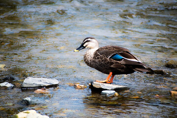 Spot-billed duck, picture taken in Gyeongsan, South Korea. 