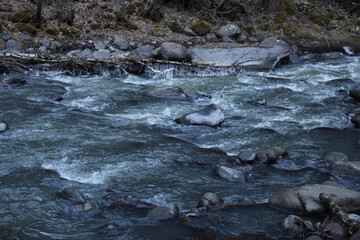 tree trunk covered green moss, forest at autumn winter season. Cold autumnal evening, the first ice on the rocks. Kura river in perspective. National park Borjomi, Georgia.