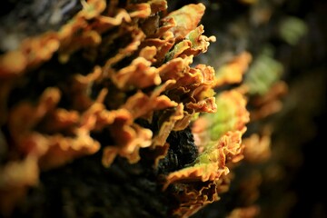 Stereum hirsutum fungus close-up showing detailed orange textures and moss layer