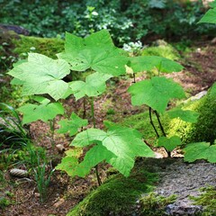 large green leaves of thimbleberry (Rubus parviflorus) surrounded by moss and other undergrowth in...