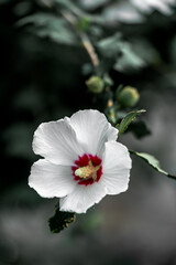 Hibiscus syriacus (Totus Albus) white flower on a flowerbed in a park closeup