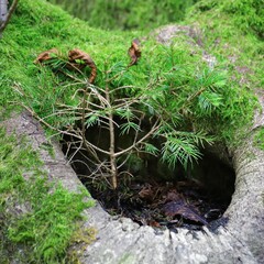 Small pine sapling growing within moss-covered tree hollow in a lush forest environment