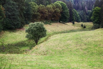 Grassy valley in dense forest with lone tree in a peaceful meadow surrounded by tall trees in Thuringia