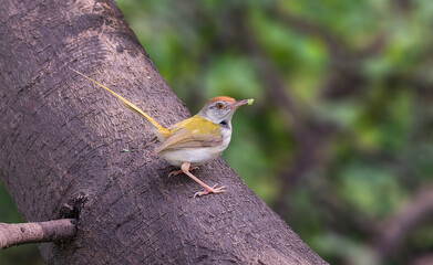Common Tailorbird - A common warblerlike bird with a green back, a reddish crown, and a long bill.