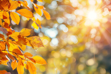 Obraz premium A captivating autumn scene featuring vibrant leaves basking in sunlight, complemented by blurred trees in the background. This beautiful fall imagery captures the essence of the season.