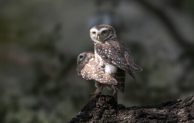Spotted Owlet matting moment. 