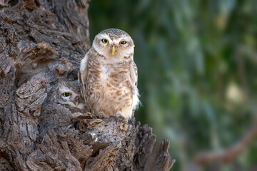 How any Spotted Owlet here.. 