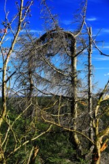 Dead bent spruce standing against blue sky with distant landscape