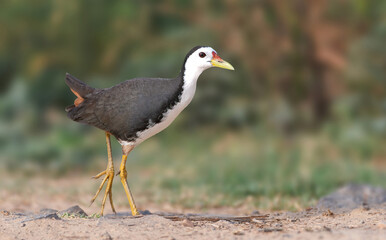 White-breasted Waterhen - A fairly common chickenlike marsh bird found in meadows, ditches, riversides & marshes