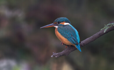I'm common yet beautiful... Common Kingfisher