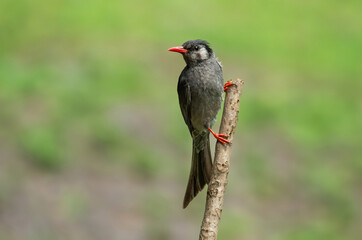 The black beauty.... Black Bulbul